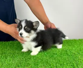 Enocy - Welsh Corgi Pembroke Chiot à vendre