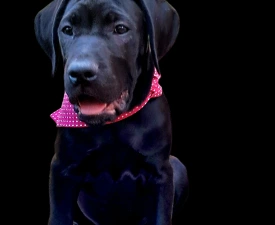 Bella - Cane Corso eladó kiskutya
