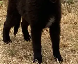 Gerőcsvári Freddie - Belgian Shepherd Dog Puppy for sale
