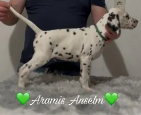 Luxedots Dalmatians Aramis Anselm - Dalmatian Puppy for sale
