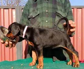Izodora  - Доберман Щенок на продажу