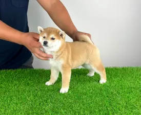 Yumi - Shiba Puppy for sale