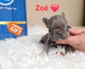 Zoé  - Francia bulldog eladó kiskutya