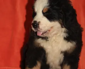 Elza - Bernese Mountain Dog Puppy for sale