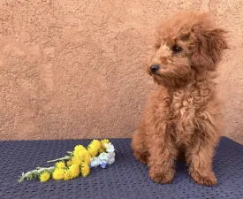 Tinka - Zwergpudel Angebotener Welpe