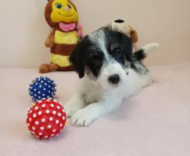 Joyful Jack Claire - Jack Russell Terrier Puppy for sale