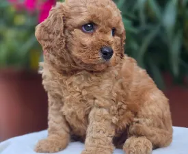 Amigo - Cavapoo eladó kiskutya