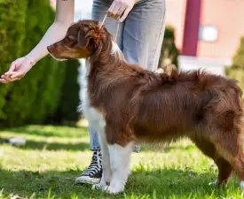 Bruce - Ausztrál juhászkutya eladó kiskutya