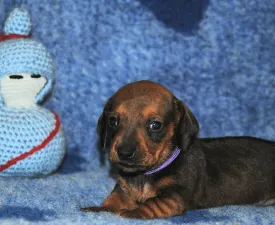 Olíva - Dachshund Puppy for sale