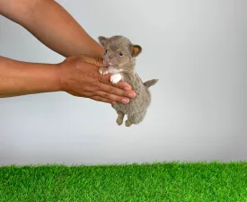 Hurry - Chihuahua Puppy for sale