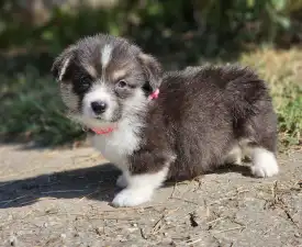 Léna - Welsh Corgi Pembroke Puppy for sale