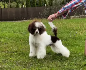 Amore ( Dark Brown Particolor ) Dwarf Poodle - Toy uszkár eladó kiskutya
