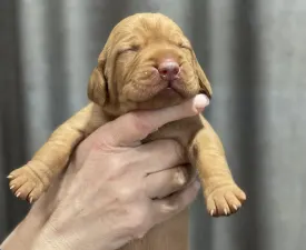 Vidual Apollo - Hungarian Short-haired Vizsla Puppy for sale