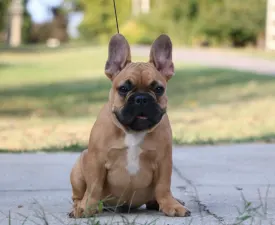 Elvis - Francia bulldog eladó kiskutya
