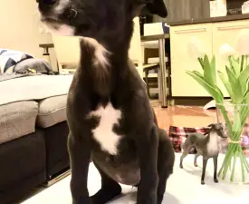 Lola - Greyhound Cucciolo in vendita