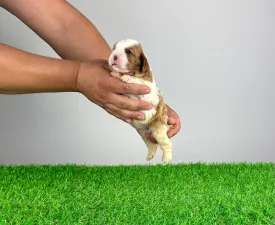Zhara  - Cavalier King Charles Spaniel Puppy for sale