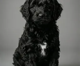 Balthazar Royal Black Stella Maris - Portuguese Water Dog Puppy for sale