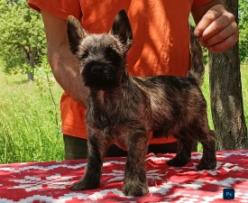 Giles - Cairn Terrier eladó kiskutya