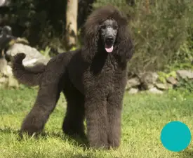 Hüpnos - Poodle Standard Puppy for sale