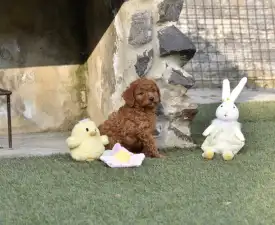 Bravados Eliot - Barbone nano Cucciolo in vendita