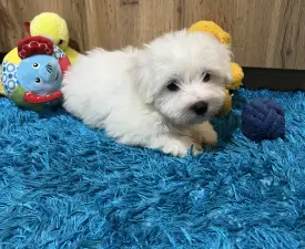 Max - Coton de Tulear eladó kiskutya