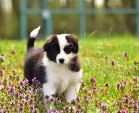 Gingers Heritage Iris Down "iris" - Welsh Corgi Pembroke Puppy for sale