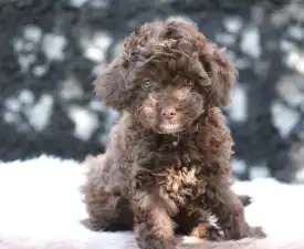 Capucino - Poodle Miniature Puppy for sale