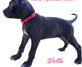 Bella - Cane Corso Italiano Puppy for sale