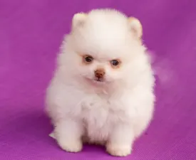 Max - German Pomeranian Spitz Puppy for sale