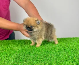 Asia - Pomeranian eladó kiskutya