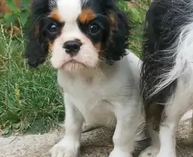 Jackson - Cavalier King Charles Spaniel Angebotener Welpe