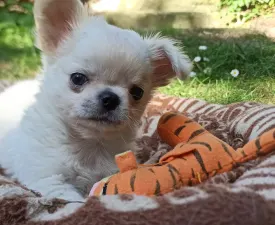 Igor  - Chihuahua Puppy for sale