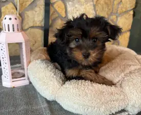 Málna - Yorkiepoo Puppy for sale