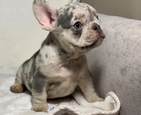 Denis - French Bulldog Puppy for sale