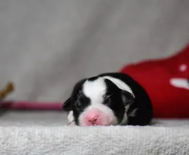 Winstead Of Smoke And Saddle  - Miniatur amerikanischer Schäferhund Angebotener Welpe