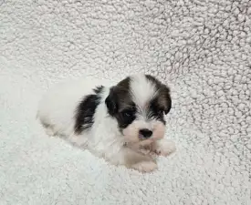 Monty - Bichon havanais Chiot à vendre