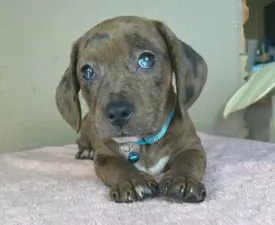 Frankie - Tacskó eladó kiskutya