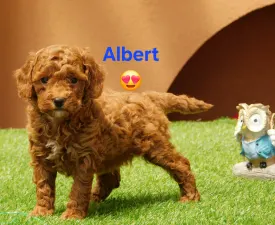 Albert - Poodle Miniature Puppy for sale