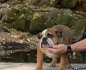 Maddie - Bulldog englez Cățeluș de vânzare