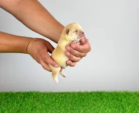 Yuki - Shiba inu Szczenię na sprzedaż