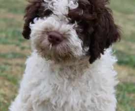 Tomborgotto Argo  - Lagotto Romagnolo eladó kiskutya