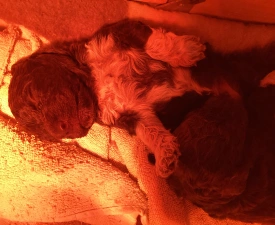 Buksi - Romagna Water Dog Puppy for sale