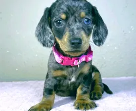 Tina - Bassotto Cucciolo in vendita