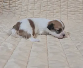 Sharon - Havanese Puppy for sale