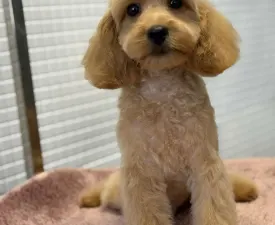 Noel - Cavapoo eladó kiskutya
