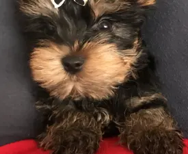 Nano Imolayorki - Yorkshire terrier Szczenię na sprzedaż