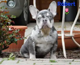 Robert  - Francia bulldog eladó kiskutya