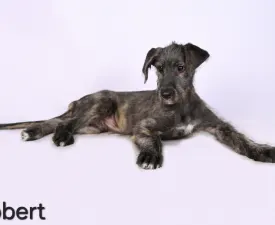 Bobert - Irish Wolfhound Puppy for sale