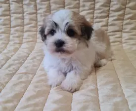 Spike - Havanese Puppy for sale