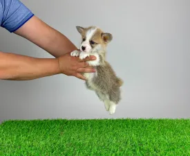 Phillip - Pembroke Welsh Corgi eladó kiskutya